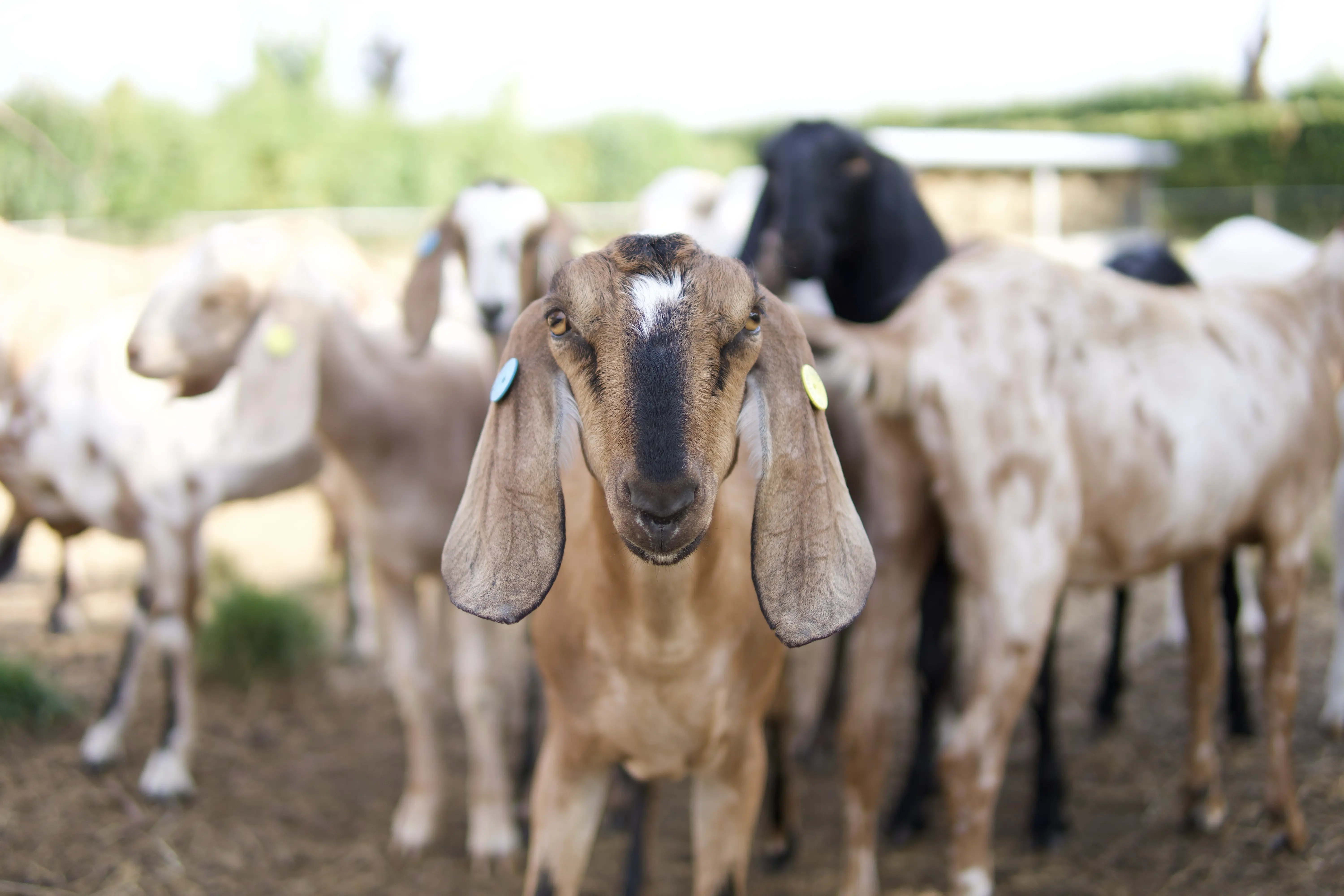 The Berryfields herd gathered in the field