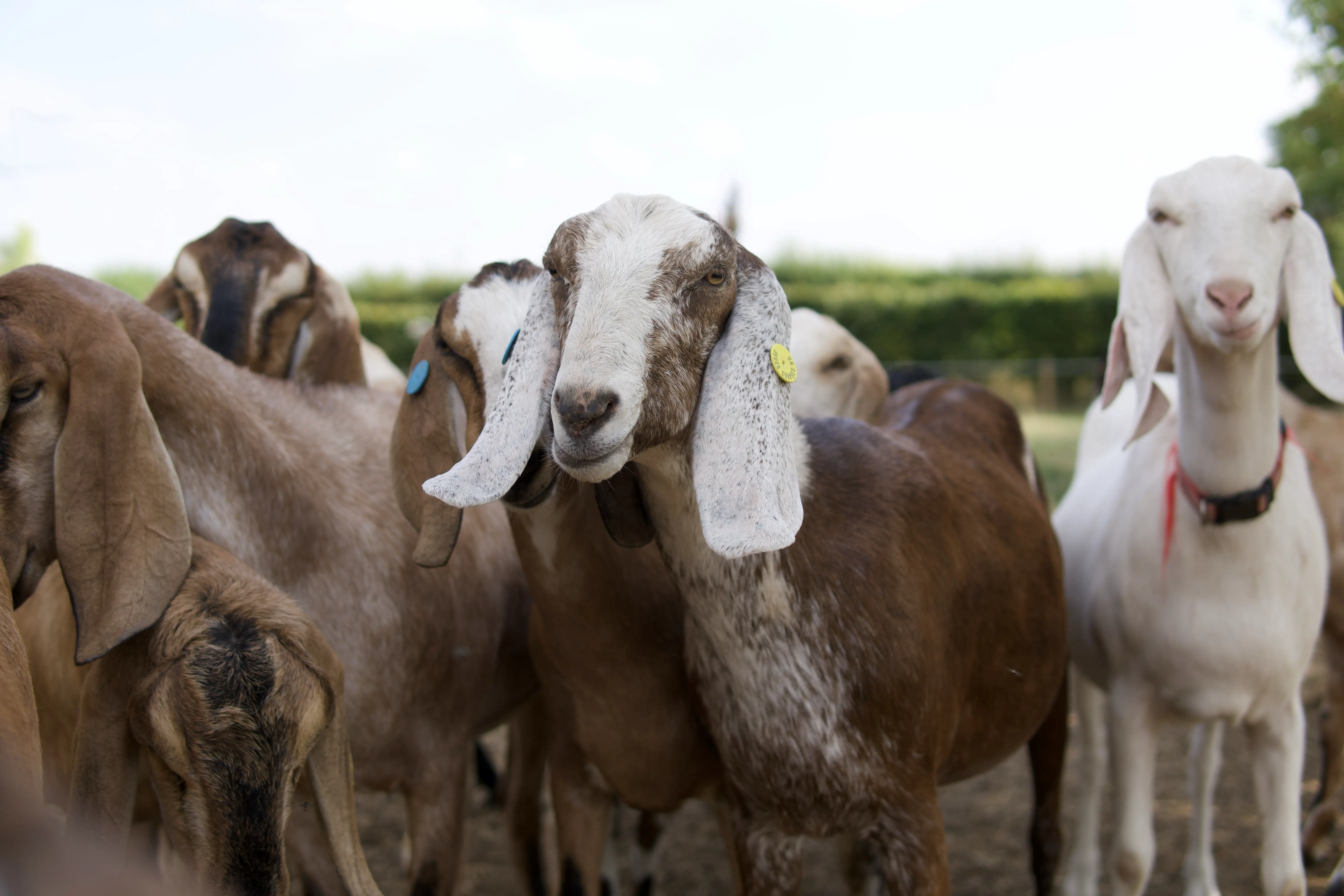 Anglo-Nubian goats at Berryfields
