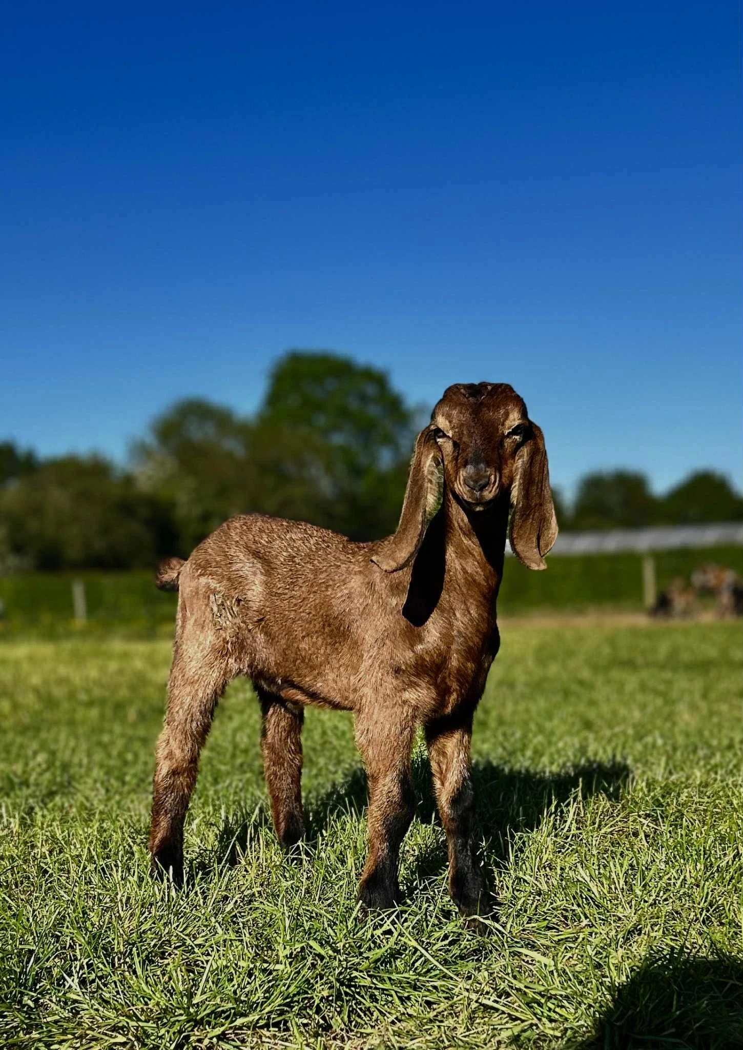 Baby, also known as Candy, standing in the field