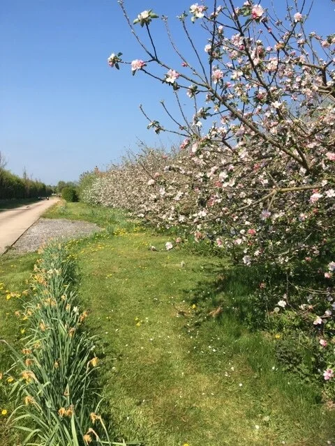 Blossom along the lane at Berryfields